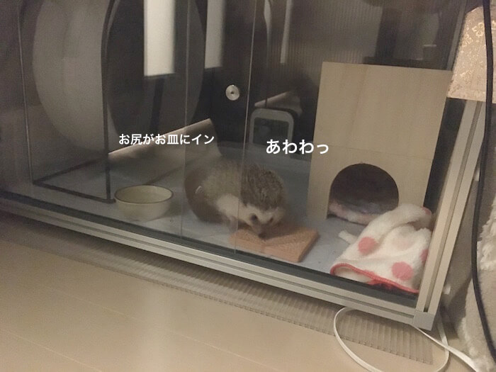 f:id:chikojirou:20170421214533j:plain