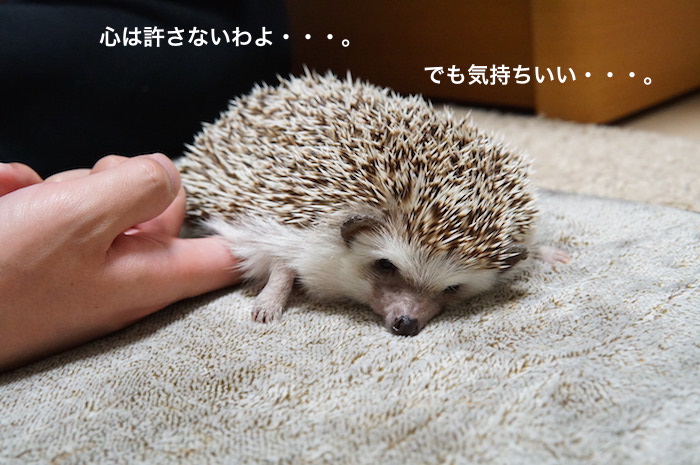 f:id:chikojirou:20170519214142j:plain