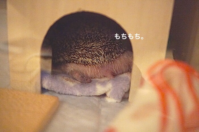 f:id:chikojirou:20170519214246j:plain