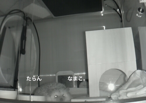 f:id:chikojirou:20170519214305j:plain