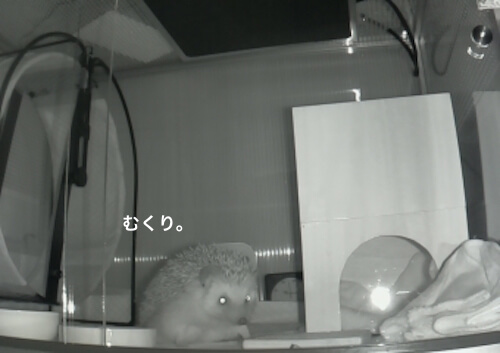 f:id:chikojirou:20170519214313j:plain