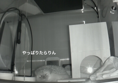 f:id:chikojirou:20170519214321j:plain