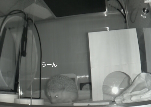 f:id:chikojirou:20170519214332j:plain