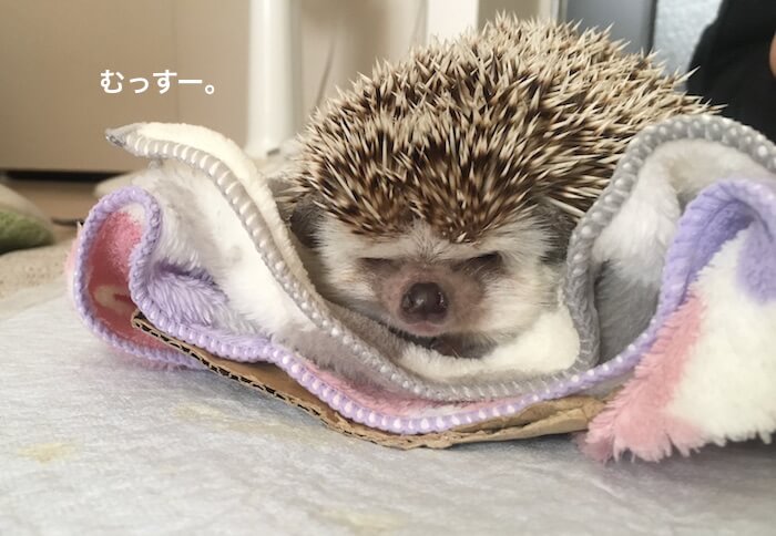 f:id:chikojirou:20170519214352j:plain