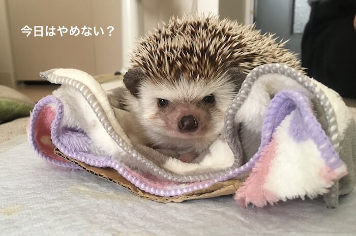 f:id:chikojirou:20170519214400j:plain