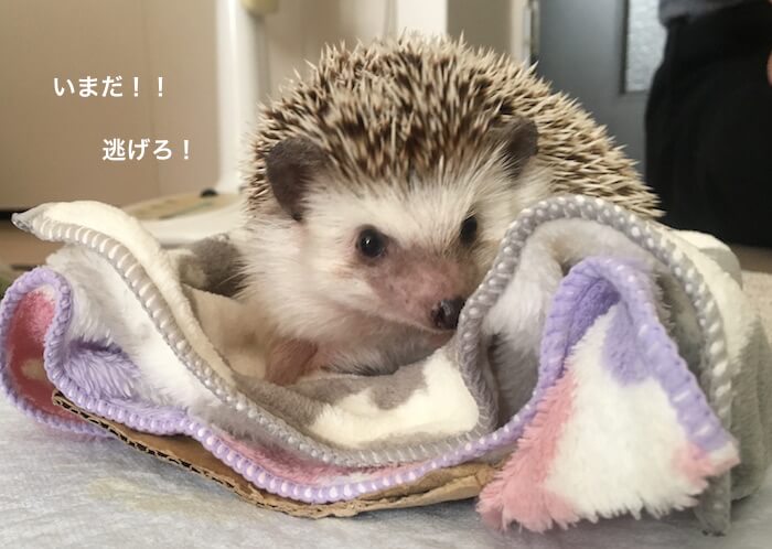 f:id:chikojirou:20170519214424j:plain