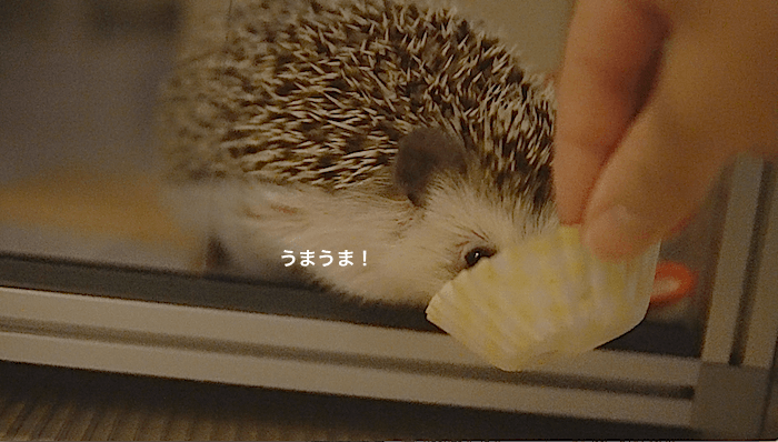 f:id:chikojirou:20170522172558p:plain