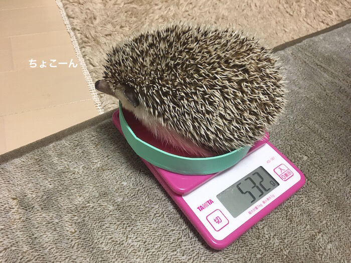 f:id:chikojirou:20170522172645j:plain