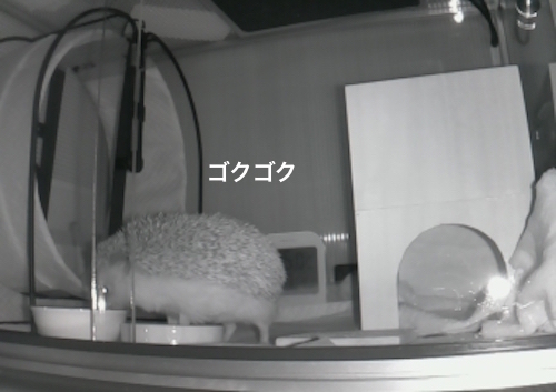 f:id:chikojirou:20170522173101j:plain