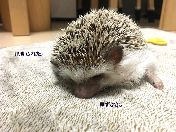 f:id:chikojirou:20170525213440j:plain