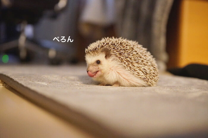 f:id:chikojirou:20170531212343j:plain f:id:chikojirou:20170531212343j:plain