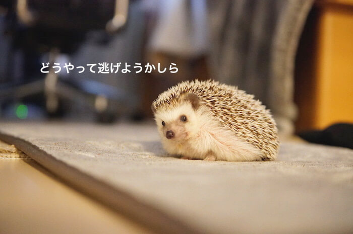 f:id:chikojirou:20170531212359j:plain f:id:chikojirou:20170531212359j:plain