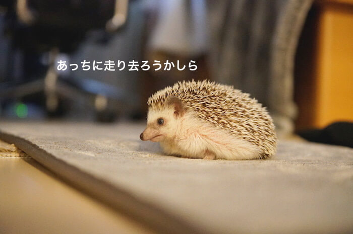 f:id:chikojirou:20170531212412j:plain f:id:chikojirou:20170531212412j:plain