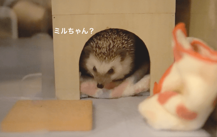 f:id:chikojirou:20170531212424p:plain f:id:chikojirou:20170531212424p:plain