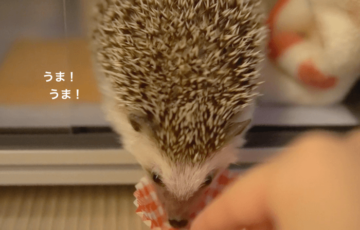 f:id:chikojirou:20170531212519p:plain f:id:chikojirou:20170531212519p:plain