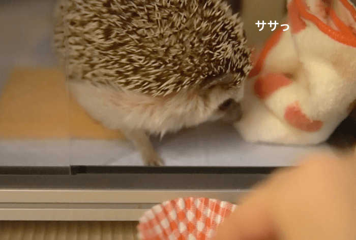 f:id:chikojirou:20170531212531p:plain f:id:chikojirou:20170531212531p:plain