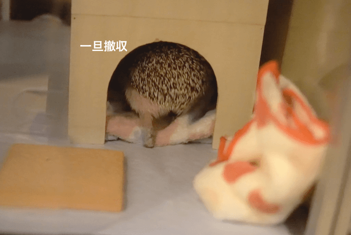 f:id:chikojirou:20170531212546p:plain f:id:chikojirou:20170531212546p:plain