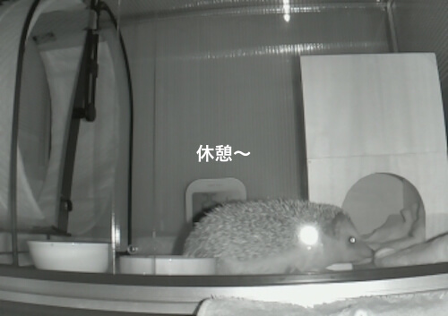 f:id:chikojirou:20170531212629j:plain f:id:chikojirou:20170531212629j:plain