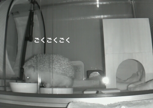 f:id:chikojirou:20170531212640j:plain f:id:chikojirou:20170531212640j:plain