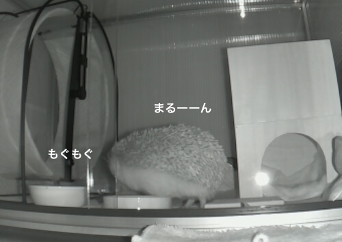 f:id:chikojirou:20170601214220j:plain