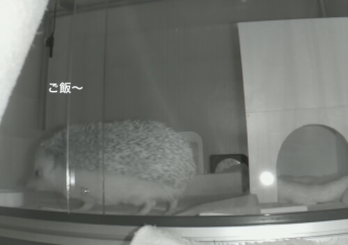 f:id:chikojirou:20170601214258j:plain