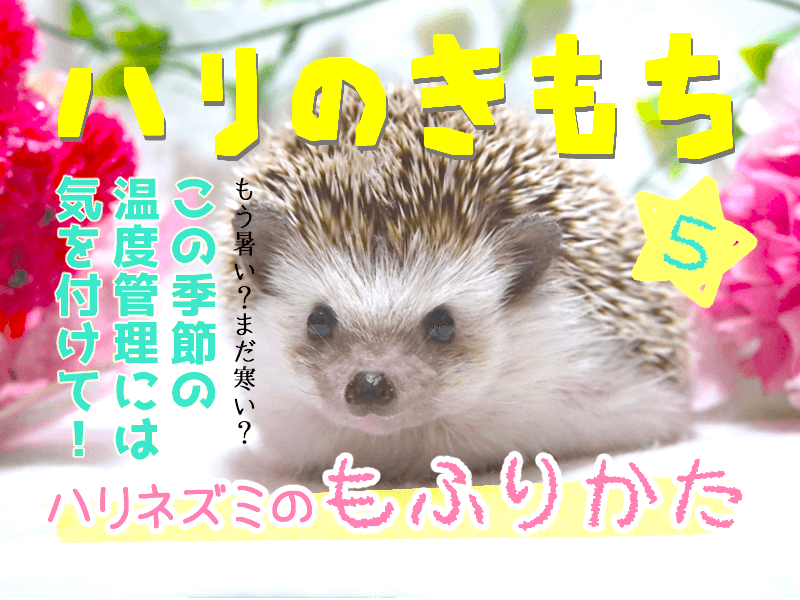 f:id:chikojirou:20170601214901p:plain