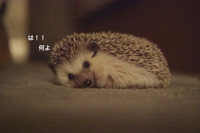 f:id:chikojirou:20170706223229j:plain f:id:chikojirou:20170706223229j:plain