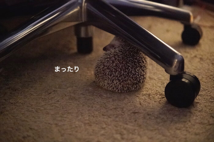 f:id:chikojirou:20170706223349j:plain f:id:chikojirou:20170706223349j:plain