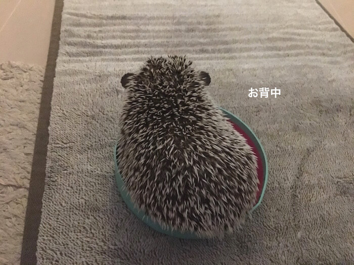 f:id:chikojirou:20170706223429j:plain f:id:chikojirou:20170706223429j:plain