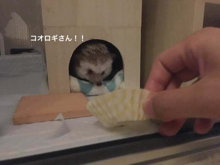 f:id:chikojirou:20170706223512j:plain f:id:chikojirou:20170706223512j:plain