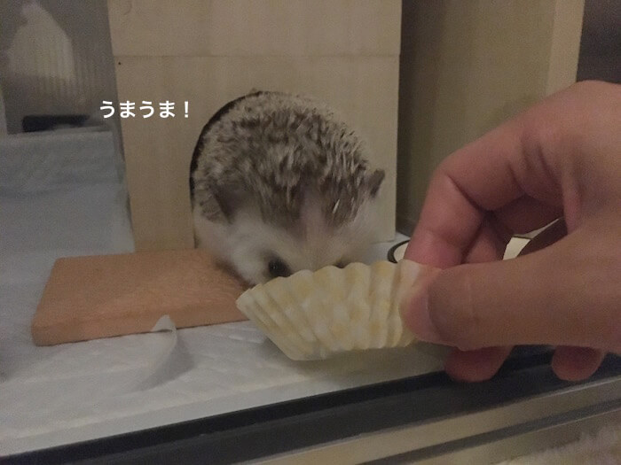 f:id:chikojirou:20170706223529j:plain f:id:chikojirou:20170706223529j:plain