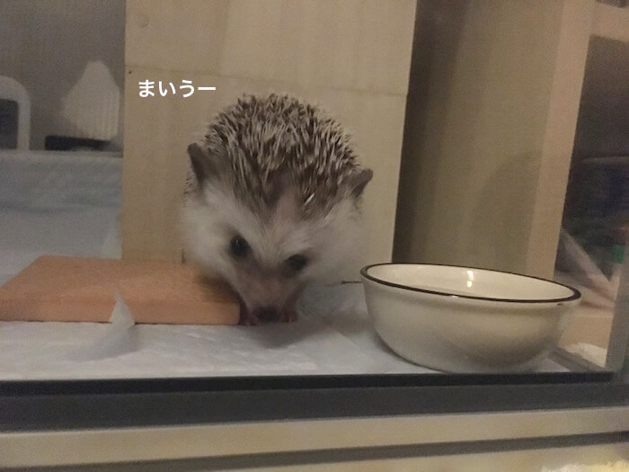 f:id:chikojirou:20170706223544j:plain f:id:chikojirou:20170706223544j:plain