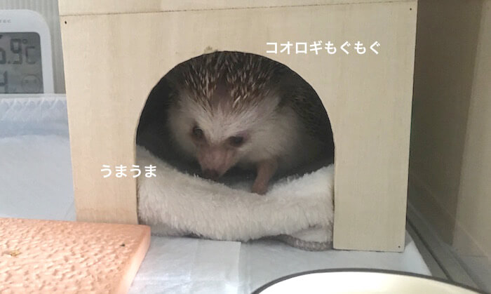 f:id:chikojirou:20170706224042j:plain f:id:chikojirou:20170706224042j:plain