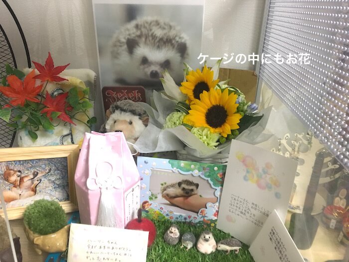 f:id:chikojirou:20170807212406j:plain f:id:chikojirou:20170807212406j:plain