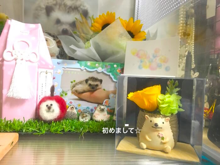 f:id:chikojirou:20170809213149j:plain f:id:chikojirou:20170809213149j:plain
