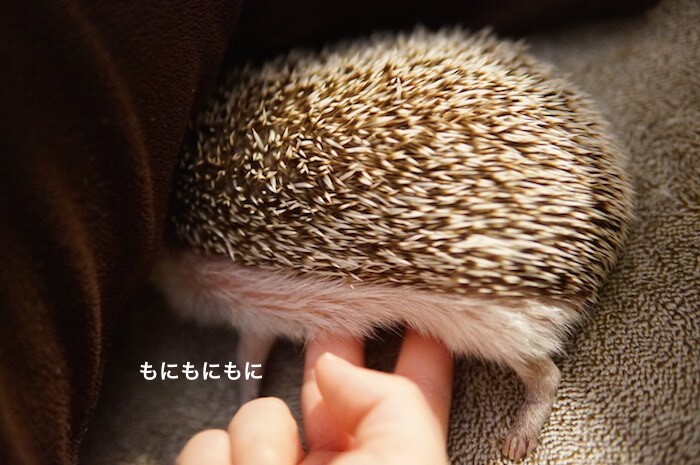 f:id:chikojirou:20170809213221j:plain f:id:chikojirou:20170809213221j:plain