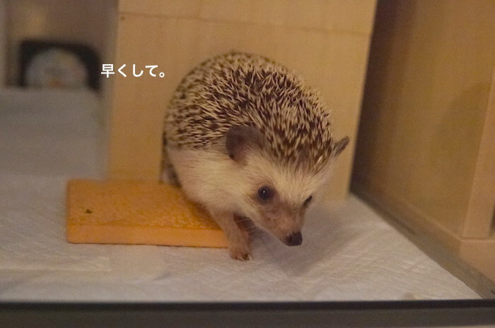 f:id:chikojirou:20170809213337j:plain f:id:chikojirou:20170809213337j:plain