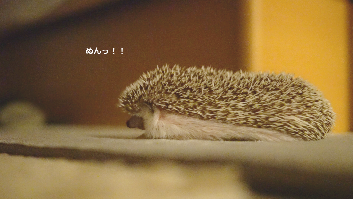 f:id:chikojirou:20171121214142p:plain f:id:chikojirou:20171121214142p:plain