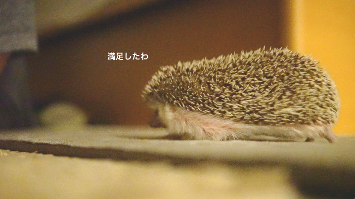 f:id:chikojirou:20171121214436p:plain f:id:chikojirou:20171121214436p:plain
