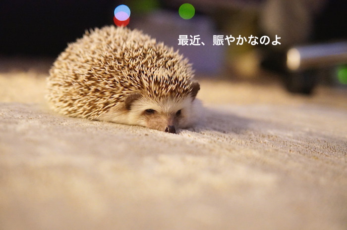 f:id:chikojirou:20171129215724j:plain