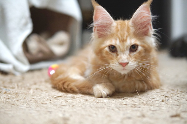 f:id:chikojirou:20171129220338j:plain