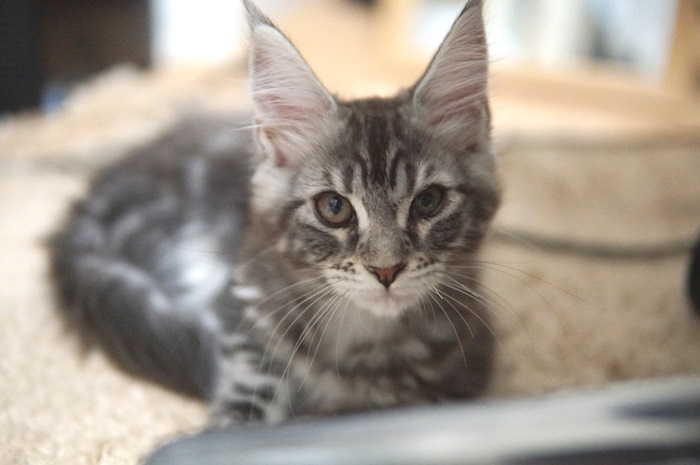 f:id:chikojirou:20171129220405j:plain