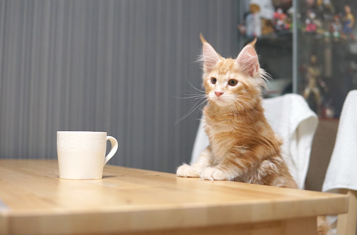 f:id:chikojirou:20171129220535j:plain