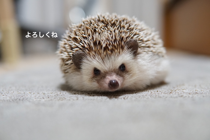 f:id:chikojirou:20171129220859j:plain