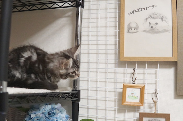 f:id:chikojirou:20180119220030j:plain