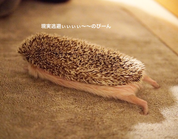 f:id:chikojirou:20180119220151j:plain
