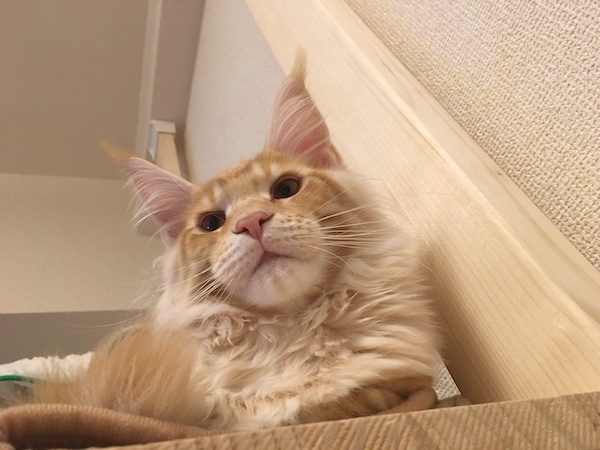f:id:chikojirou:20180125214734j:plain