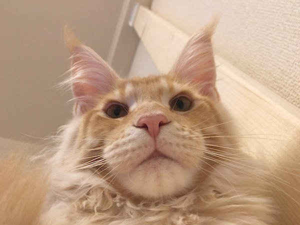 f:id:chikojirou:20180125214752j:plain