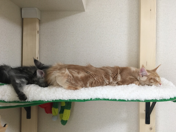 f:id:chikojirou:20180128205725j:plain