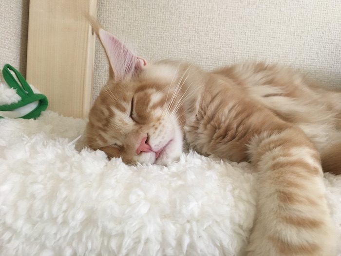 f:id:chikojirou:20180128205737j:plain